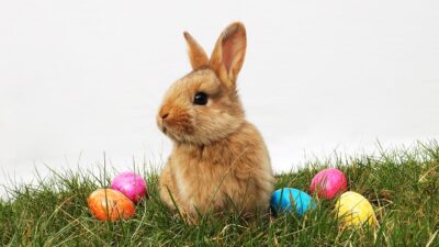 Bunny with eggs in Easter