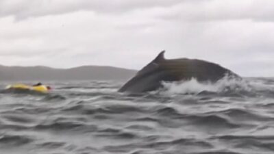 Whale eats kayaker